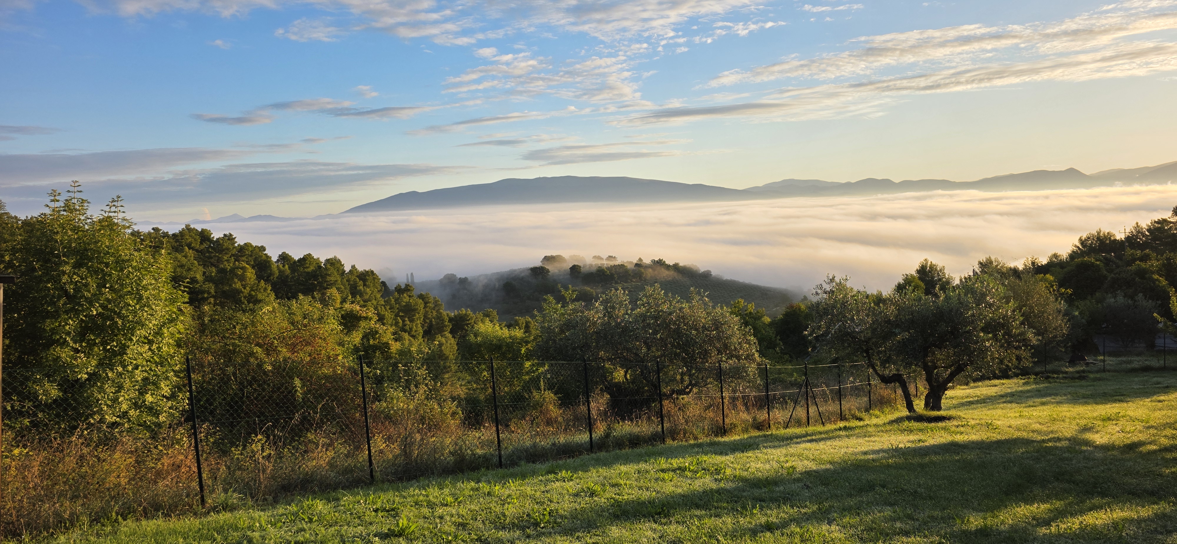 Morning yard view