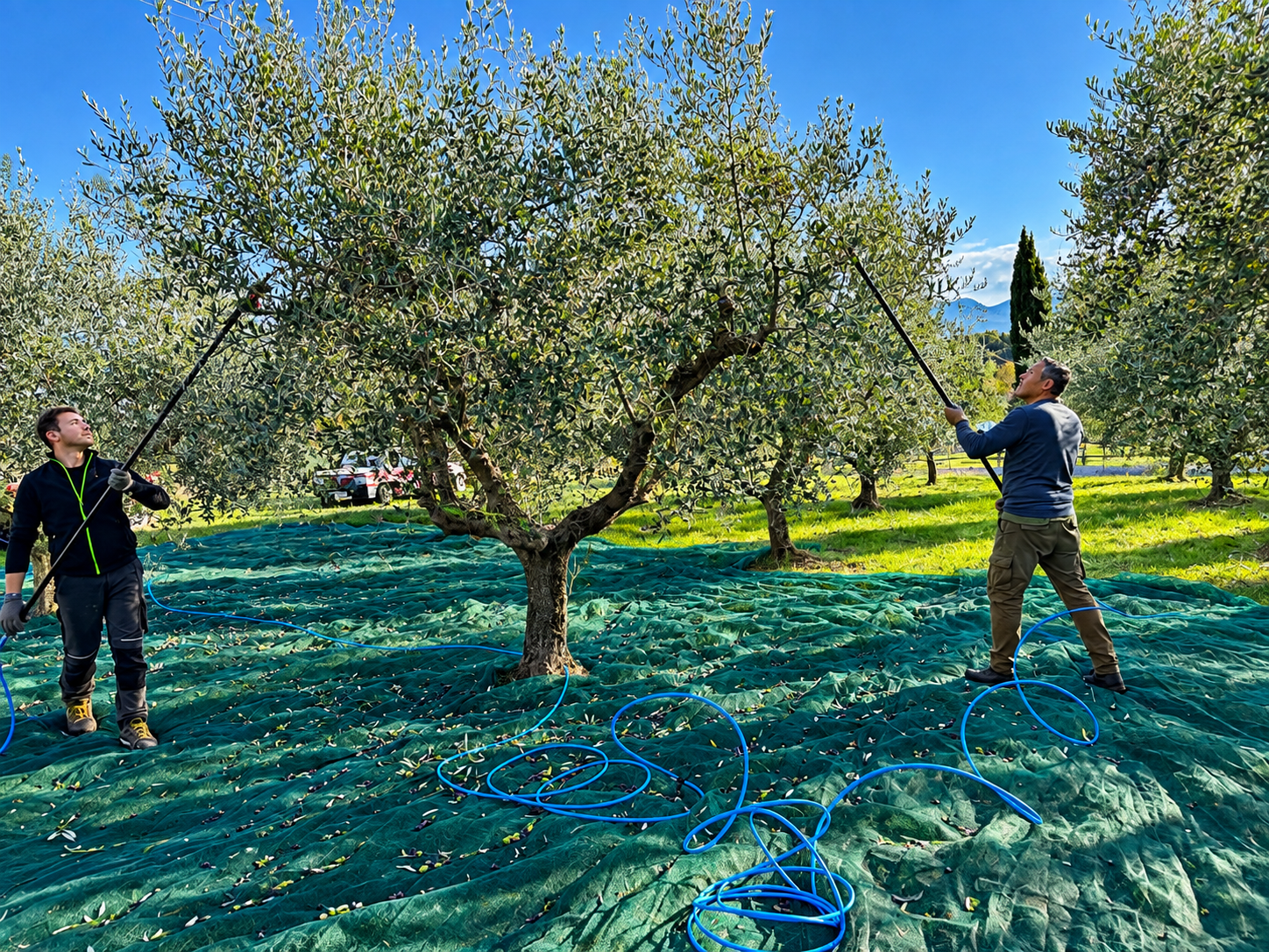 Olive Gathering