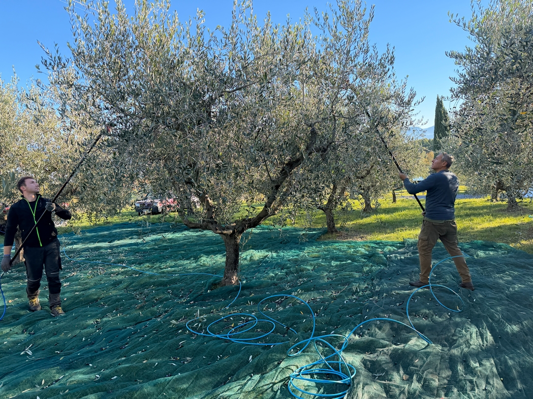 Olive Gathering